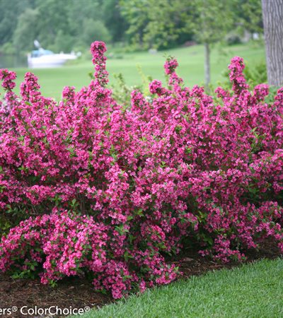 Weigela Sonic Bloom® Pink